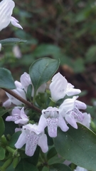 Clinopodium carolinianum