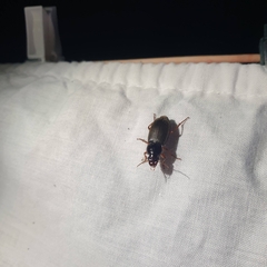 Harpalus rufipes