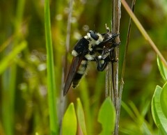 Mallophora bomboides