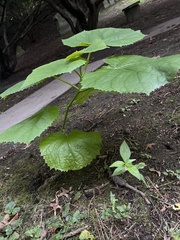 Paulownia