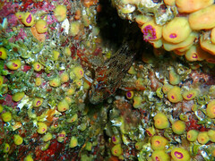 Parablennius gattorugine