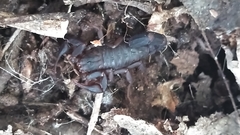 Vaejovis carolinianus