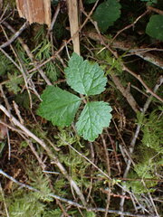 Tiarella trifoliata