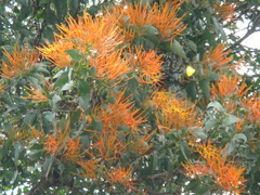 Psittacanthus schiedeanus