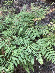 Pteridium aquilinum pubescens