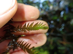 Fontinalis antipyretica