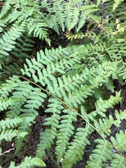 Pteridium aquilinum pubescens