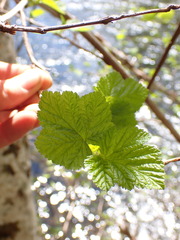 Physocarpus capitatus