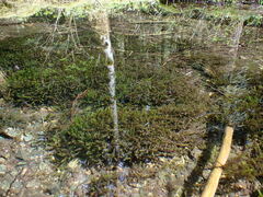 Fontinalis antipyretica