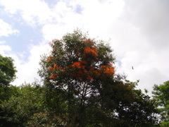 Psittacanthus schiedeanus