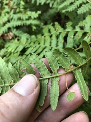 Pteridium aquilinum pubescens