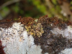 Lobaria silvae-veteris