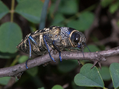 Lampetis dilaticollis