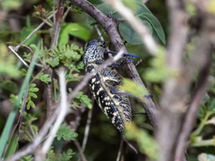 Lampetis dilaticollis