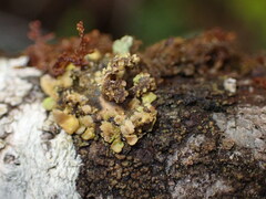 Lobaria silvae-veteris
