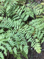 Pteridium aquilinum pubescens