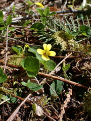 Viola sempervirens