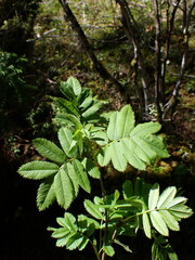 Sorbus sitchensis