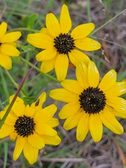 Rudbeckia missouriensis