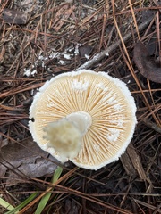 Amanita longipes