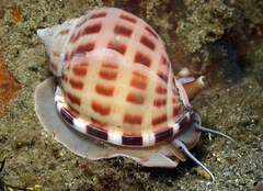 Semicassis bisulcata