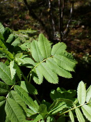 Sorbus sitchensis