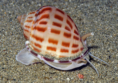 Semicassis bisulcata