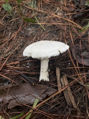 Amanita longipes