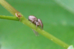 Xysticus cristatus
