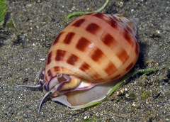 Semicassis bisulcata