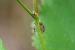 Xysticus cristatus