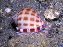 Semicassis bisulcata