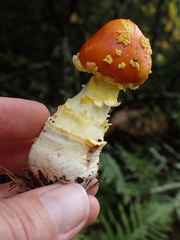 Amanita flavoconia