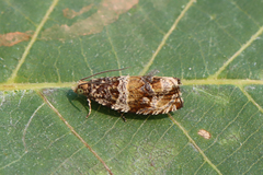 Celypha flavipalpana