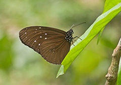 Euploea mulciber mulciber