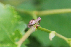 Xysticus cristatus