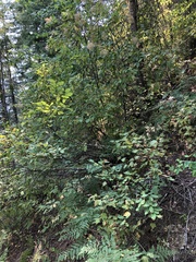 Pteridium aquilinum pubescens