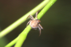 Xysticus cristatus