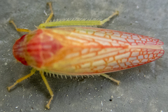Gyponana gladia