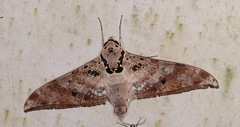 Ambulyx canescens