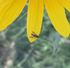 Dioxyna picciola