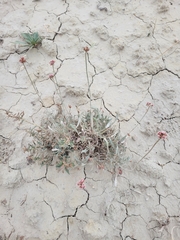Eriogonum pauciflorum