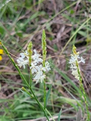 Oenothera curtiflora