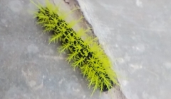 Leucanella viridescens