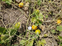 Cucurbita foetidissima