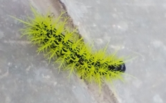 Leucanella viridescens