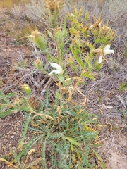 Mentzelia decapetala