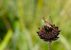 Odontoxiphidium apterum