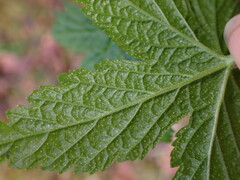 Ribes bracteosum