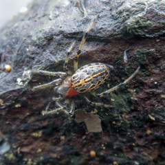 Alpaida veniliae